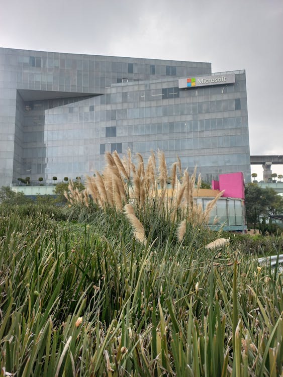 After Protesting Involvement in Israel’s Genocide During Microsoft’s 50th Anniversary, Employee Sends Powerful Company-Wide Email